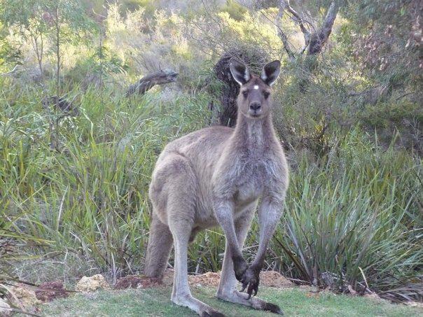 Llewellin'S Guest House Margaret River Buitenkant foto